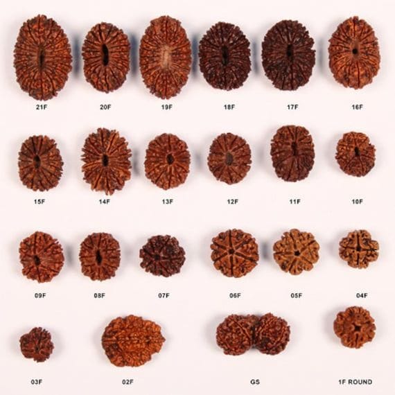 Rudraksha mukhi types from 1 to 21 face